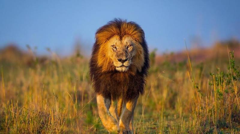 Big Five Africa Safari