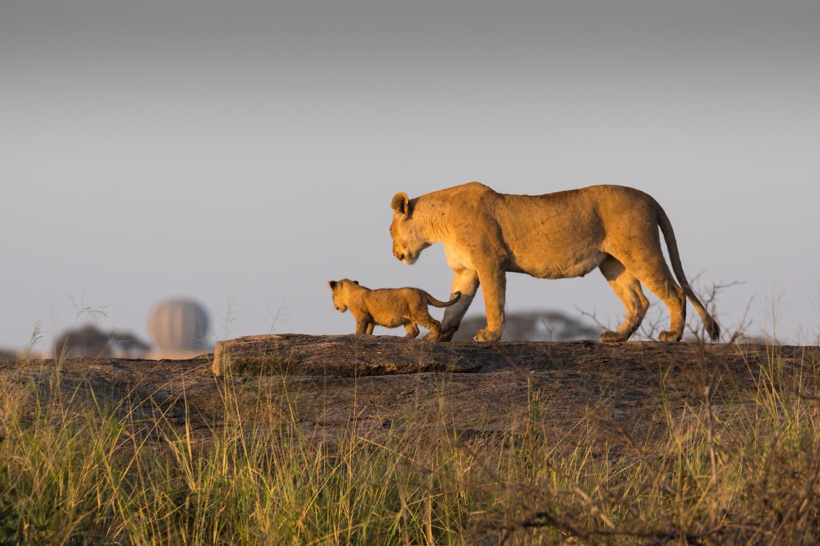 Zanzibar Wildlife and Beach Safari
