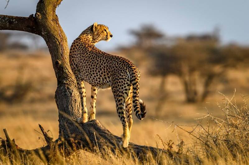 Tanzania Safari