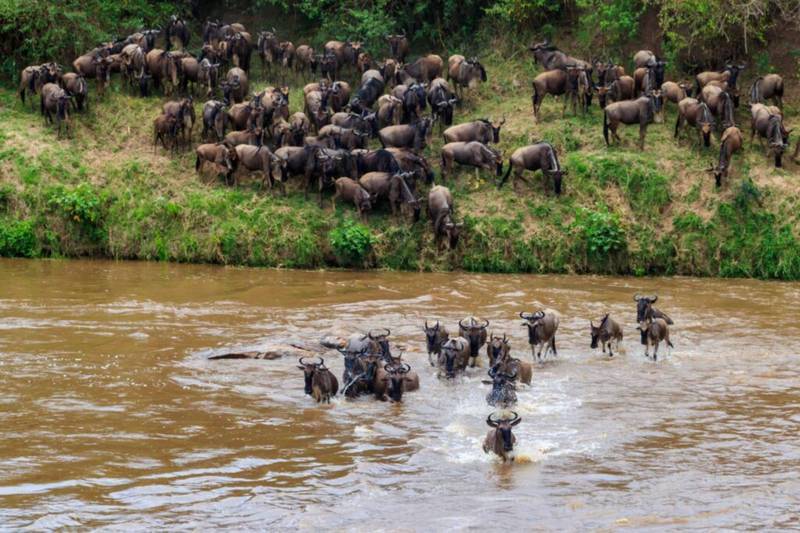 Serengeti Migration 13 scaled